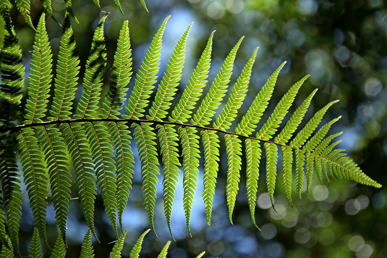 green, fern, leaves-715535.jpg