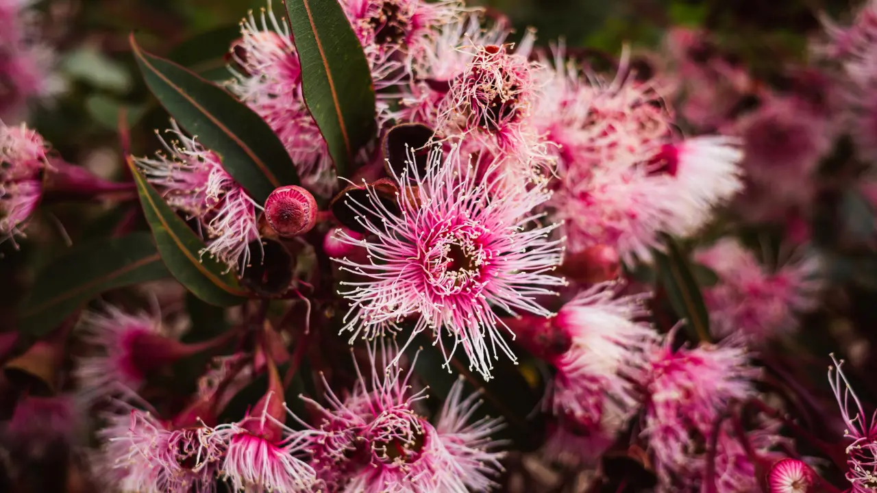 Mimosa Tree